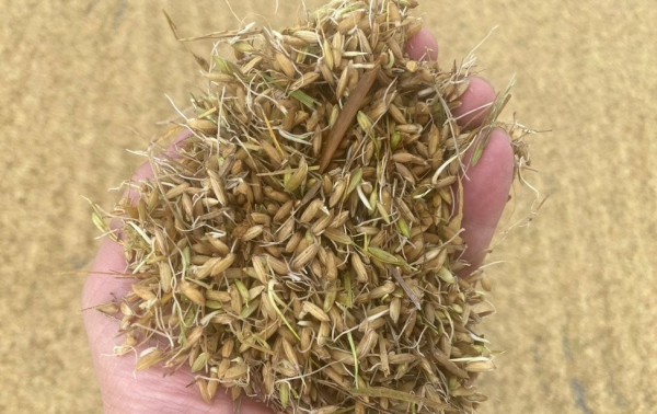 Nước mắt nông dân rơi sau bão Nước mắt nông dân rơi sau bão