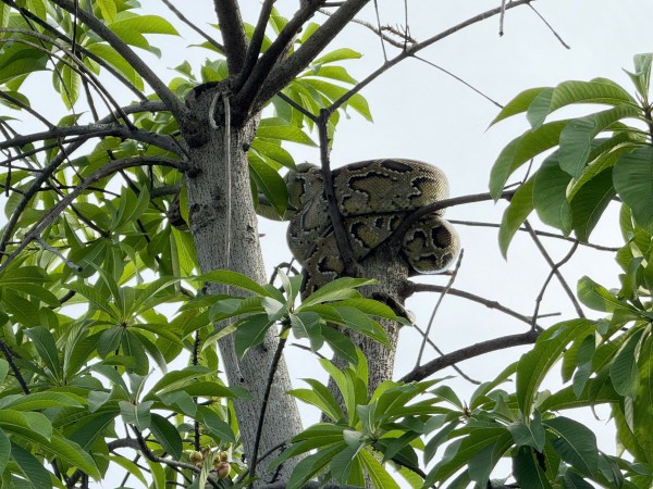 Phát hiện con trăn dài 2 mét gần bến tàu du lịch Nha Trang Phát hiện con trăn dài 2 mét gần bến tàu du lịch Nha Trang