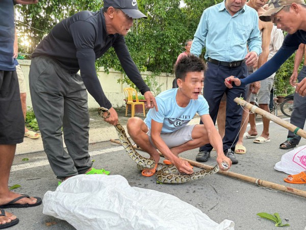 Phát hiện con trăn dài 2 mét gần bến tàu du lịch Nha Trang Phát hiện con trăn dài 2 mét gần bến tàu du lịch Nha Trang