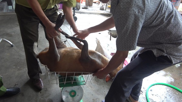 Phát hiện mua bán thịt động vật hoang dã tại một nhà hàng ở Thừa Thiên - Huế