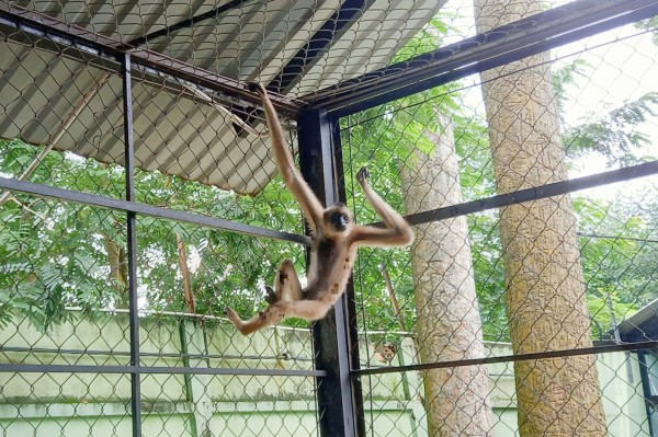 Phát hiện vượn quý trong vườn, người dân báo kiểm lâm Phát hiện vượn quý trong vườn, người dân báo kiểm lâm