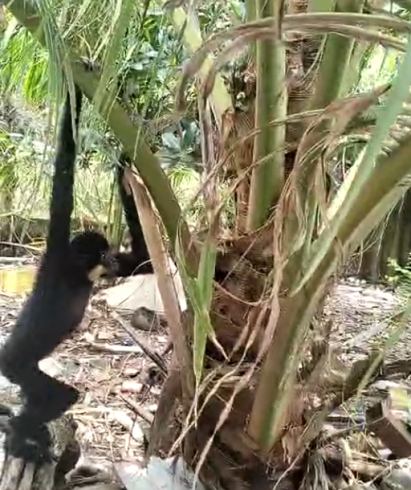 Phát hiện vượn quý trong vườn, người dân báo kiểm lâm Phát hiện vượn quý trong vườn, người dân báo kiểm lâm