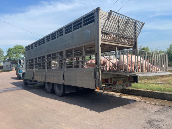 Phát hiện xe tải chở 220 con heo nhiễm dịch tả heo châu Phi Phát hiện xe tải chở 220 con heo nhiễm dịch tả heo châu Phi