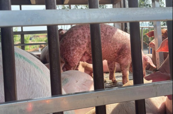 Phát hiện xe tải chở 220 con heo nhiễm dịch tả heo châu Phi Phát hiện xe tải chở 220 con heo nhiễm dịch tả heo châu Phi