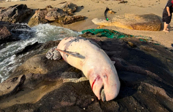 Phú Quốc: Cá heo hơn 100 kg chết, trôi dạt vào bờ biển Bãi Thơm