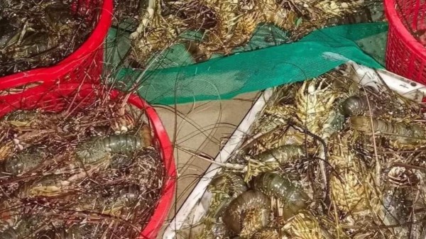 Phú Yên: Hơn 30.000 con tôm hùm và cá chết vì thiếu ô xy, ngạt khí