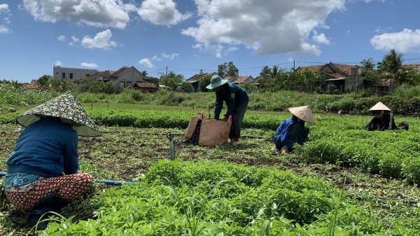 Phú Yên: Làng rau trên núi