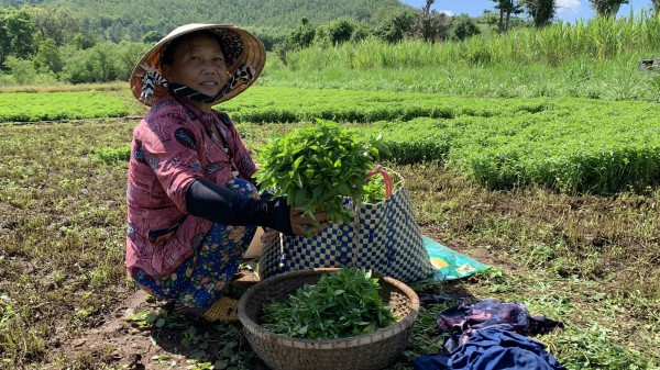 Phú Yên: Làng rau trên núi
