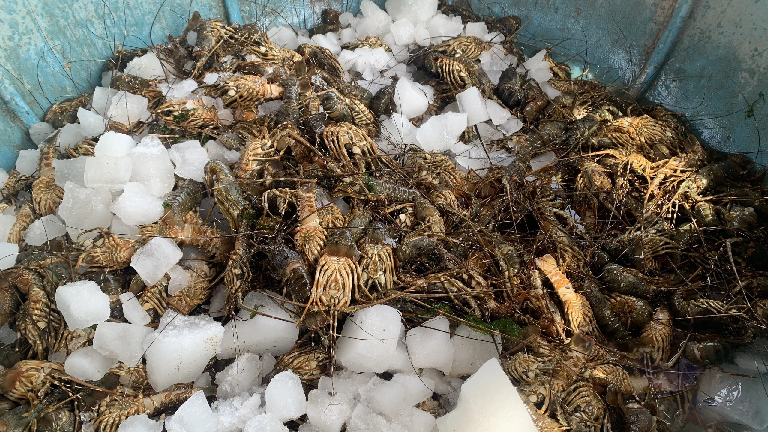 Phú Yên: Tôm cá nuôi chết hàng loạt, ngư dân lao đao