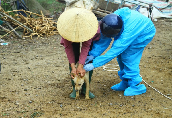Quảng Bình: Tăng cường tiêm phòng bệnh dại cho chó, mèo