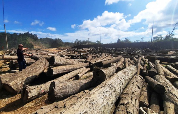 Quảng Nam: 5 lần đấu giá nhưng gần 1.800 mét khối gỗ vẫn không có người mua Quảng Nam: 5 lần đấu giá nhưng gần 1.800 mét khối gỗ vẫn không có người mua