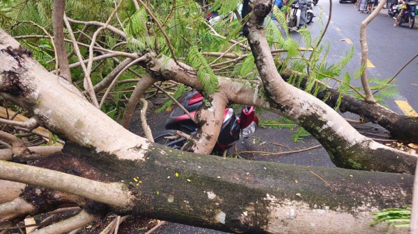 Quảng Trị: Cây phượng bật gốc đè 2 xe máy Quảng Trị: Cây phượng bật gốc đè 2 xe máy