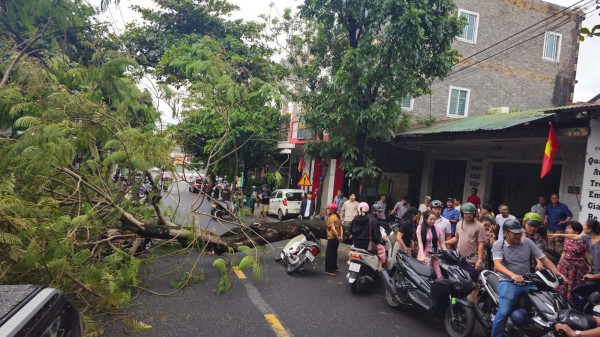 Quảng Trị: Cây phượng bật gốc đè 2 xe máy Quảng Trị: Cây phượng bật gốc đè 2 xe máy
