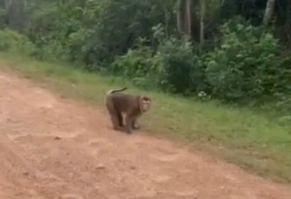 Quảng Trị: Khỉ hoang tấn công bé gái 10 tuổi nhập viện Quảng Trị: Khỉ hoang tấn công bé gái 10 tuổi nhập viện