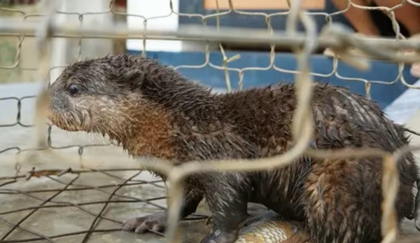 Quảng Trị: Rái cá, tê tê Java ‘đi lạc’ được người dân cứu hộ Quảng Trị: Rái cá, tê tê Java ‘đi lạc’ được người dân cứu hộ