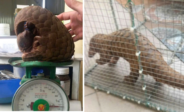 Quảng Trị: Rái cá, tê tê Java ‘đi lạc’ được người dân cứu hộ Quảng Trị: Rái cá, tê tê Java ‘đi lạc’ được người dân cứu hộ