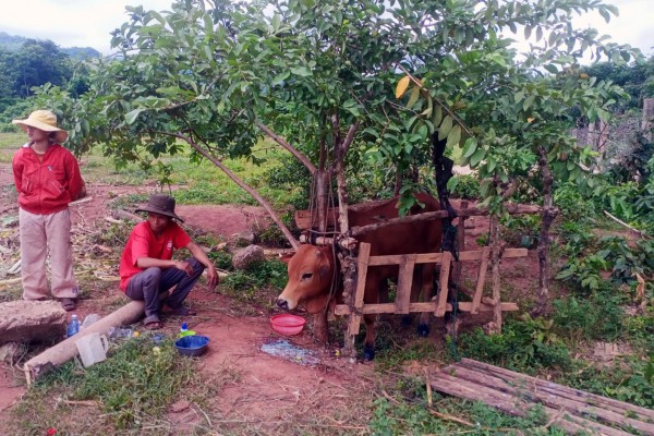 Quảng Trị tiếp nhận 27.000 liều vắc xin phòng lở mồm long móng ở trâu, bò