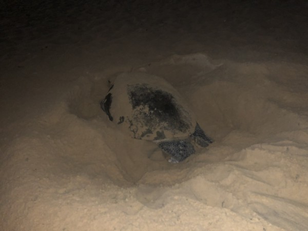 Rùa biển 90 kg đẻ trứng ở bãi biển Quy Nhơn sau 2 năm vắng bóng