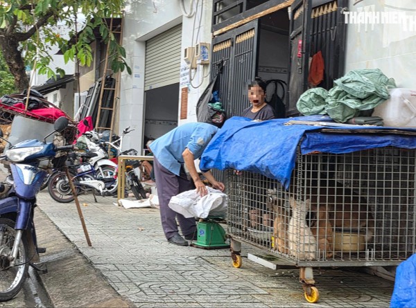 Rùng mình lò giết mổ lậu chó, mèo: Lỗ hổng quản lý ở đâu?