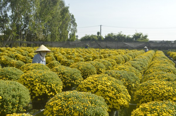 Sa Đéc, xứ sở cuốn hút lạ kỳ Sa Đéc, xứ sở cuốn hút lạ kỳ