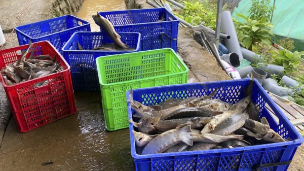 Sạt lở quả đồi, đất tràn xuống trại nuôi cá tầm, thiệt hại gần 8 tỉ đồng