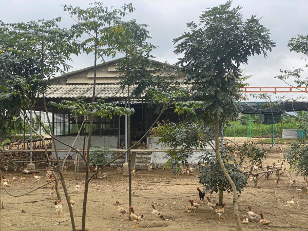 Sẽ thu hồi dự án sản xuất rau an toàn tại Bình Định do sai phạm Sẽ thu hồi dự án sản xuất rau an toàn tại Bình Định do sai phạm