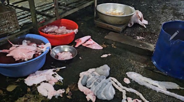 TP.HCM: Công an bắt quả tang lò mổ heo lậu, hoạt động sát nghĩa trang TP.HCM: Công an bắt quả tang lò mổ heo lậu, hoạt động sát nghĩa trang