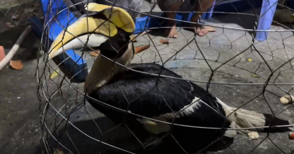 TP.HCM: Liên tiếp bắt được chim nghi là hồng hoàng quý hiếm tại xã Xuân Thới Sơn TP.HCM: Liên tiếp bắt được chim nghi là hồng hoàng quý hiếm tại xã Xuân Thới Sơn