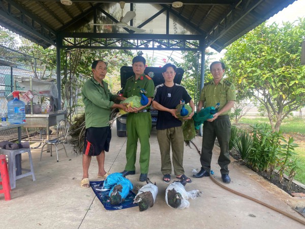 TP.HCM: Người dân tự nguyện bàn giao 9 con chim công Ấn Độ quý hiếm