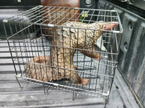 TP.HCM: Phát hiện tê tê Java quý bò trước nhà, dân bắt giao kiểm lâm TP.HCM: Phát hiện tê tê Java quý bò trước nhà, dân bắt giao kiểm lâm