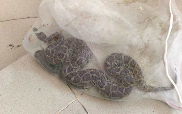 TP.HCM: Đặt dớn bắt cá, bất ngờ 'dính' con trăn đất quý hiếm TP.HCM: Đặt dớn bắt cá, bất ngờ 'dính' con trăn đất quý hiếm