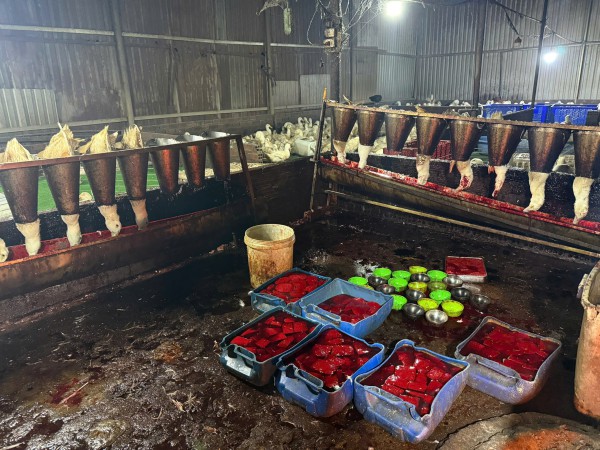 TP.HCM: Đột kích lò giết mổ gia cầm 'siêu bẩn' lúc rạng sáng