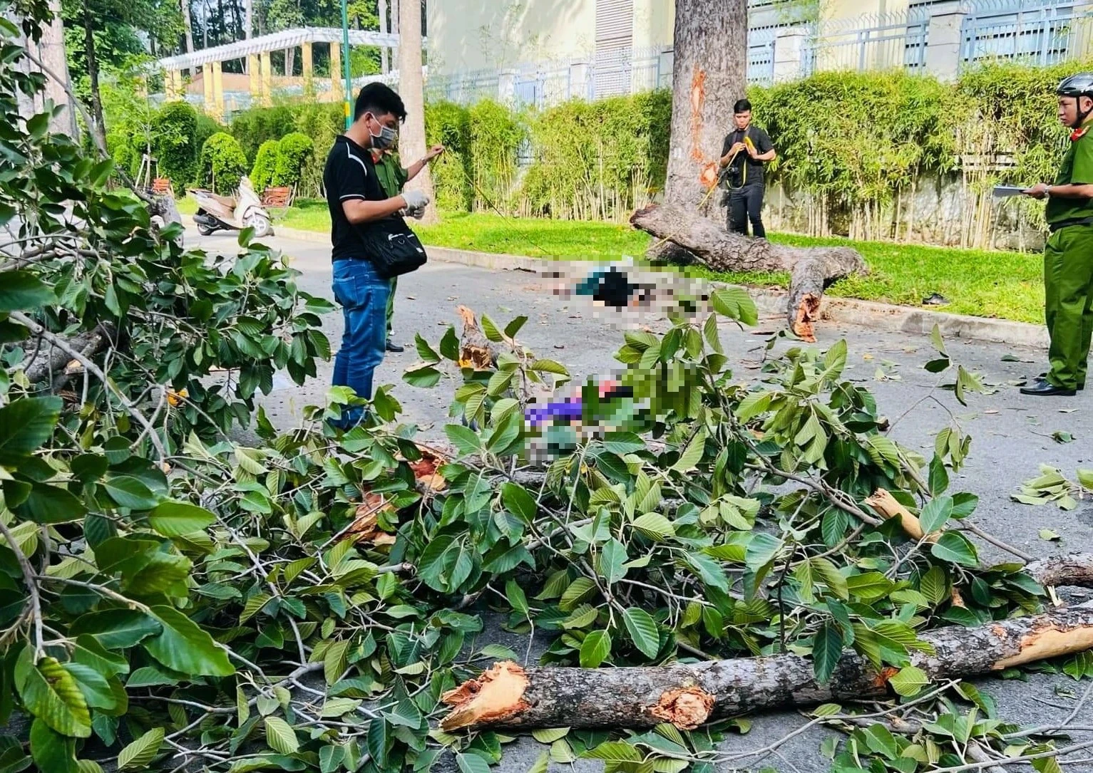 TP.HCM rà soát toàn bộ cây xanh, xử lý ngay cây có nguy cơ gãy đổ