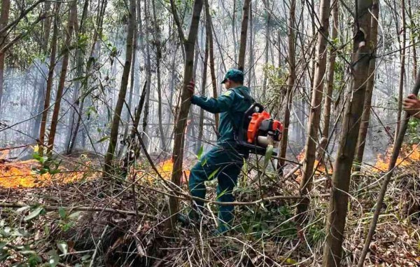 TP.Đà Nẵng: Đám cháy tái bùng phát sau khi dập tắt, thiêu rụi 2 ha rừng keo TP.Đà Nẵng: Đám cháy tái bùng phát sau khi dập tắt, thiêu rụi 2 ha rừng keo