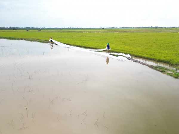 Tây Ninh: Hơn 4.000 ha lúa có nguy cơ bị ngập lũ