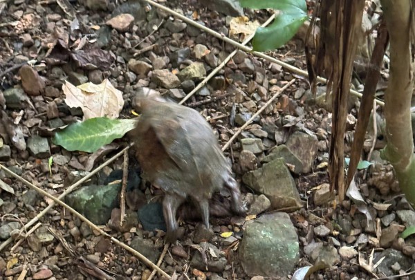 Thả hàng loạt động vật hoang dã về rừng Phong Nha - Kẻ Bàng