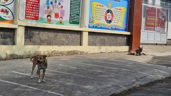 Thả rông chó gây chết người, chủ nuôi có thể bị truy cứu trách nhiệm hình sự