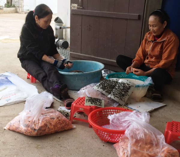 Thái Bình: Thời tiết khắc nghiệt khiến tôm nuôi chết trắng ao