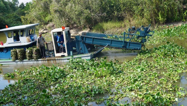 Thân phận lục bình Nam bộ: Ai cũng muốn 'xử' lục bình Thân phận lục bình Nam bộ: Ai cũng muốn 'xử' lục bình