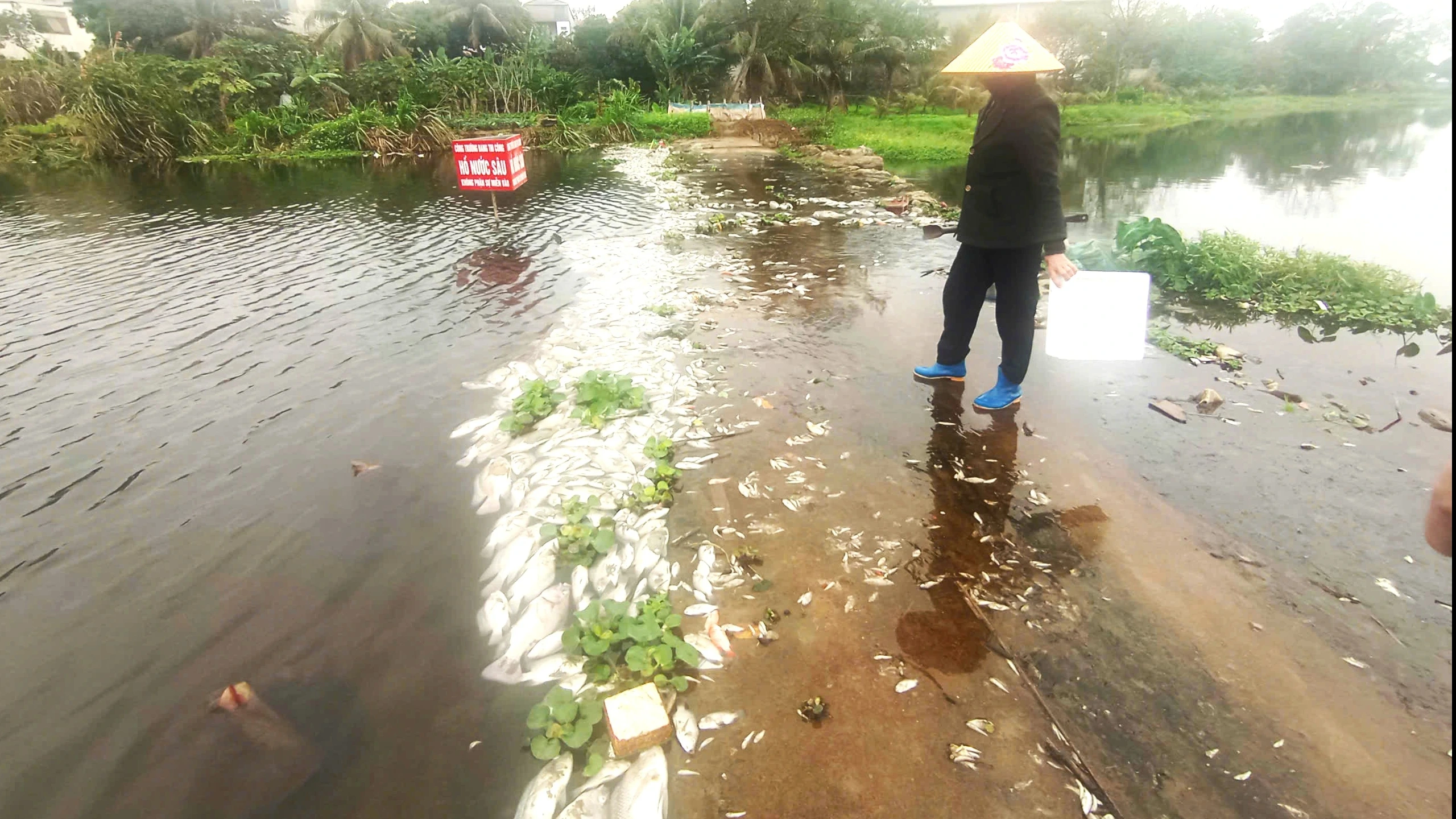 Thanh Hóa: Cá tự nhiên chết bất thường