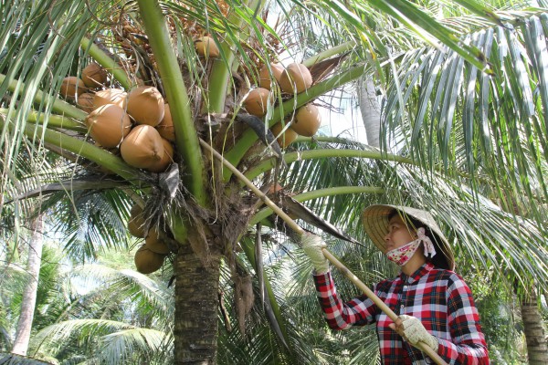 Thành phố ở Việt Nam: Bến Tre 'dừa ơi ta nhớ lắm nghe'