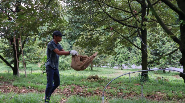 Thợ 'gõ' sầu riêng Thợ 'gõ' sầu riêng
