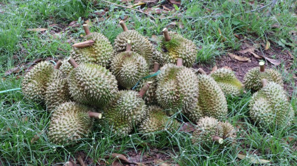 Thợ 'gõ' sầu riêng Thợ 'gõ' sầu riêng