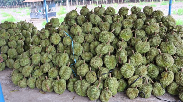 Thợ 'gõ' sầu riêng Thợ 'gõ' sầu riêng