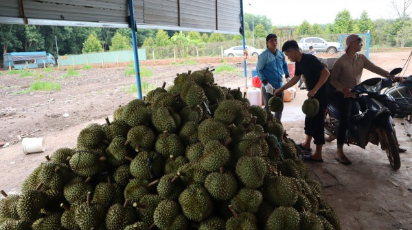 Thợ 'gõ' sầu riêng Thợ 'gõ' sầu riêng