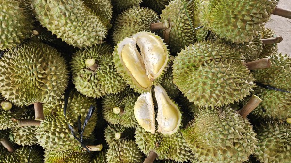 Thợ 'gõ' sầu riêng Thợ 'gõ' sầu riêng