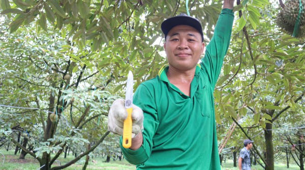 Thợ 'gõ' sầu riêng Thợ 'gõ' sầu riêng