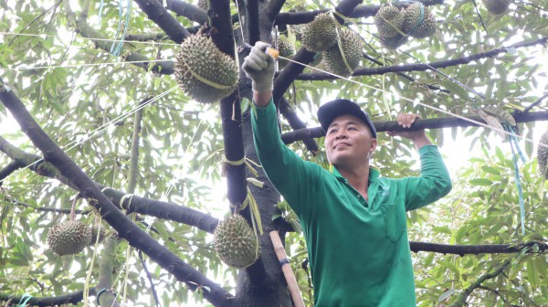Thợ 'gõ' sầu riêng Thợ 'gõ' sầu riêng