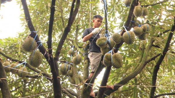 Thợ 'gõ' sầu riêng Thợ 'gõ' sầu riêng