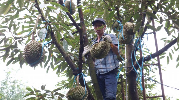 Thợ 'gõ' sầu riêng Thợ 'gõ' sầu riêng